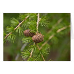 Pine Cones Card