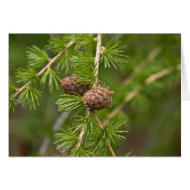 Pine Cones Card