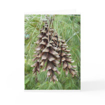 Pine Cones cards