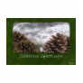 Pine Cones Collage - Seas...