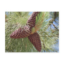pine cones, pine, lake tahoe, nature postcards by pier0045 pine cones, pine, lake tahoe, nature postcards