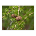 Pine Cones Post Cards