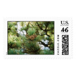 Pine cones