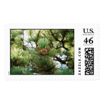 Pine cones postage by LeSnowCat Pine cones postage