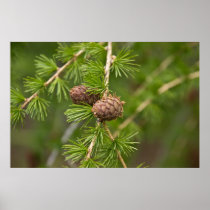Pine Cones Print