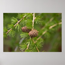 Pine Cones Print