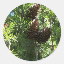 Pine Cones Stickers