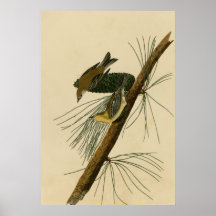 Pine Creeping Warbler Posters