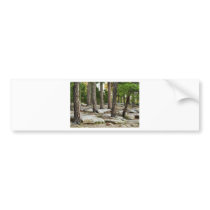 Pine Forest Bumper Stickers