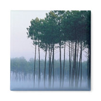 Pine Forest Landes, France Refrigerator Magnets