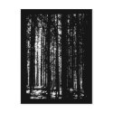 pine forest postcards by studiomoth pine forest postcards
