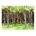 Pine Forest