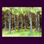 Pine Forest