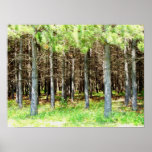 Pine Forest posters