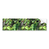 Pine Grosbeak Bumper Sticker