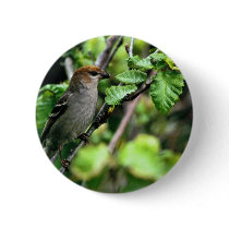 Pine Grosbeak
