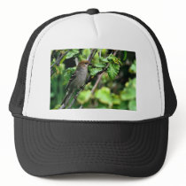 Pine Grosbeak Hats