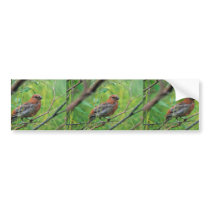 Pine Grosbeak Juvenile Bumper Stickers