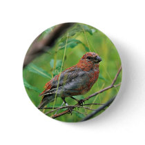 Pine Grosbeak Juvenile