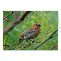 Pine Grosbeak Juvenile Greeting Card