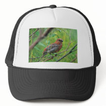 Pine Grosbeak Juvenile Hat