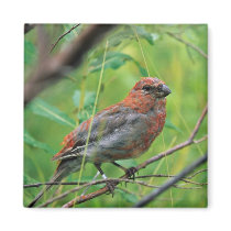 Pine Grosbeak Juvenile Refrigerator Magnets
