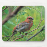 Pine Grosbeak Juvenile Mousepads