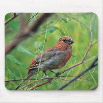 Pine Grosbeak Juvenile Mousepads
