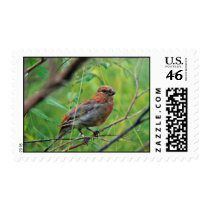 Pine Grosbeak Juvenile Postage Stamps