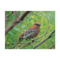 Pine Grosbeak Juvenile Post Cards
