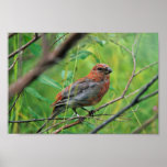 Pine Grosbeak Juvenile posters