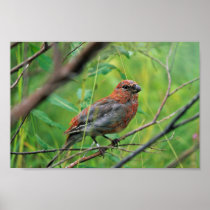 Pine Grosbeak Juvenile Print