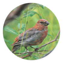 Pine Grosbeak Juvenile Round Stickers