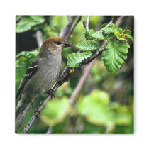Pine Grosbeak Fridge Magnet
