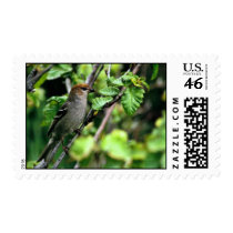 Pine Grosbeak Postage