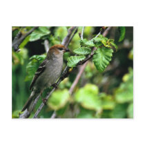Pine Grosbeak Post Card