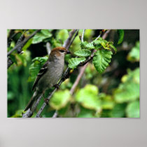 Pine Grosbeak Print
