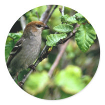 Pine Grosbeak Stickers