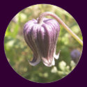Pine Hyacinth Sticker