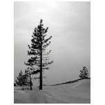 Pine in snow t-shirts