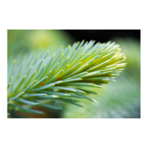 Pine Macro posters