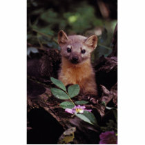 Pine Marten Cut Outs