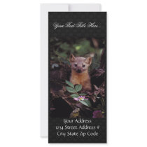 Pine Marten Rack Card