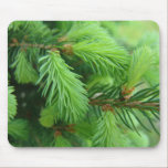 pine, trees, green, photo, digital, nature, 