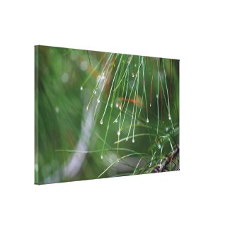 Pine Needles After the Rain Gallery Wrapped Canvas