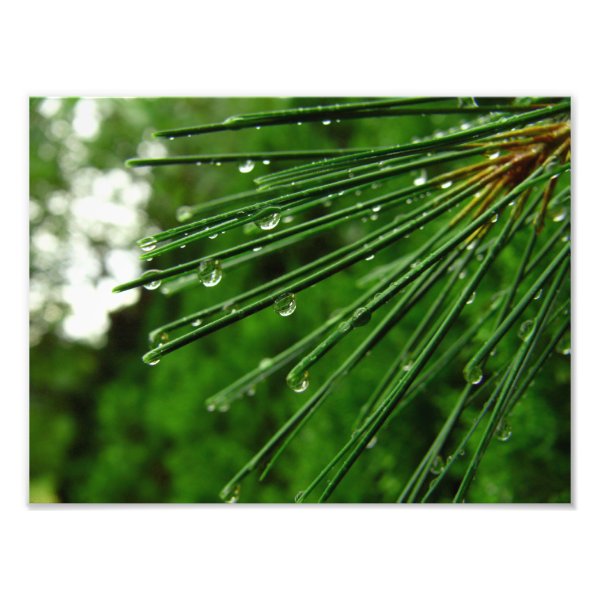 pine needles in rain photograph