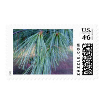 Pine Needles Postage Stamp