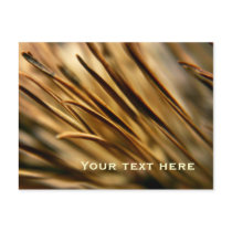 Pine Needles postcard postcards