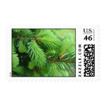 Pine postage