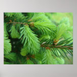 Pine posters
